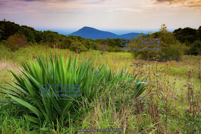 : Shenandoah vista, Blue Ridge Parkway, Smoky Mountains, USA : Shenandoah vista, Blue Ridge Parkway, Smoky Mountains, USA