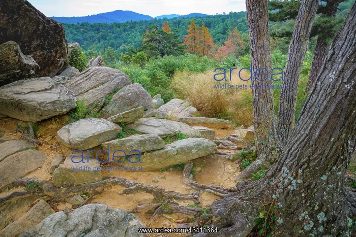 : Shenandoah vista, Blue Ridge Parkway, Smoky Mountains, USA : Shenandoah vista, Blue Ridge Parkway, Smoky Mountains, USA