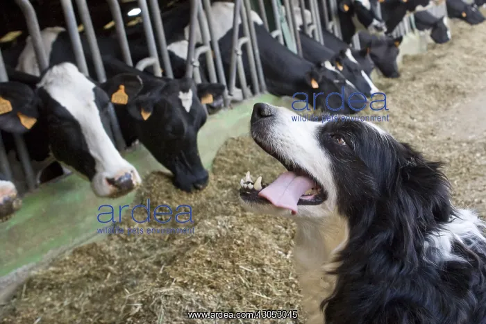: Shepherd dog before eating Holstein Cows : Shepherd dog before eating Holstein Cows