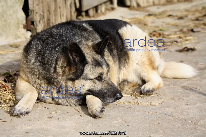 : Shepherd dog lying in the courtyard of a farm France : Shepherd dog lying in the courtyard of a farm France