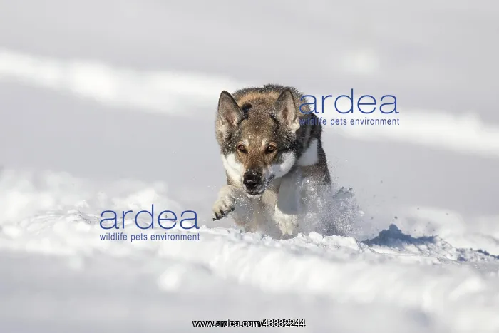 : Shepherd dog mixed-breed playing in deep snow, Austria : Shepherd dog mixed-breed playing in deep snow, Austria