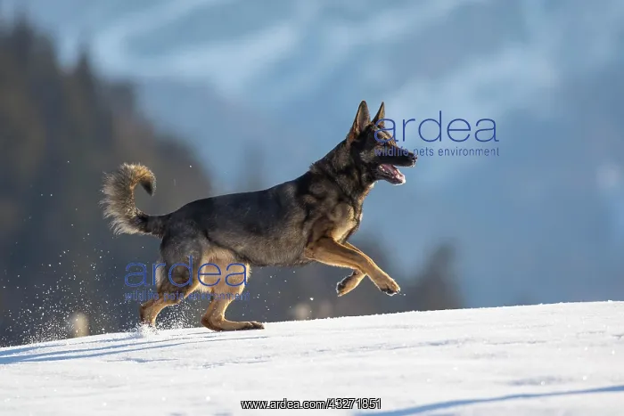 : Shepherd dog running in the snow, Austria, Europe : Shepherd dog running in the snow, Austria, Europe