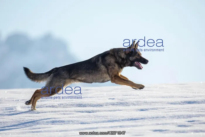 : Shepherd dog in winter on a snow covered meadow : Shepherd dog in winter on a snow covered meadow