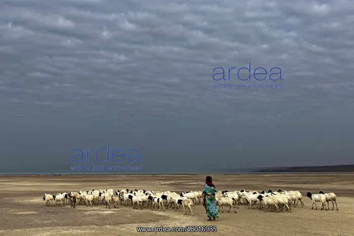 : Shepherd female leading a herd of sheep across : Shepherd female leading a herd of sheep across