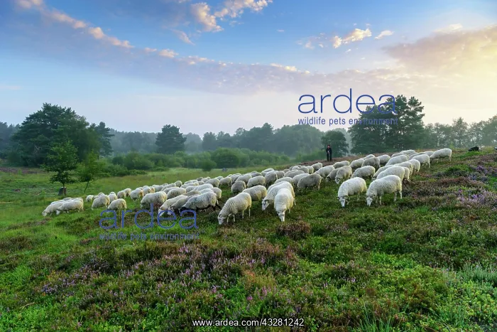 : Shepherd with a flock of sheep in the heath at the : Shepherd with a flock of sheep in the heath at the