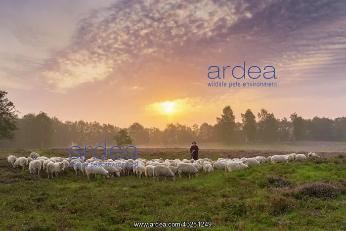 : Shepherd with a flock of sheep in the heath at the : Shepherd with a flock of sheep in the heath at the