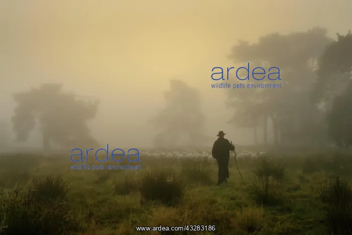: Shepherd with a flock of sheep in the heath at the : Shepherd with a flock of sheep in the heath at the