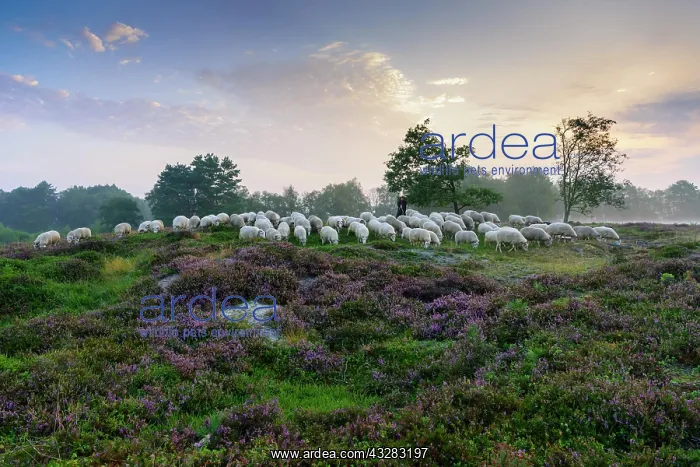 : Shepherd with a flock of sheep in the heath at the : Shepherd with a flock of sheep in the heath at the