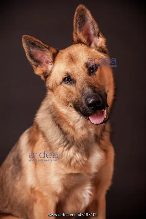 : Shepherd mix dog, portrait, Germany, Europe : Shepherd mix dog, portrait, Germany, Europe