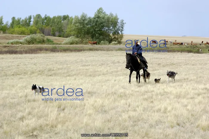 : A shepherd with four mongrel dogs tends a herd : A shepherd with four mongrel dogs tends a herd