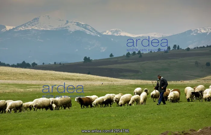 : Shepherd with sheep flock in high pastures : Shepherd with sheep flock in high pastures