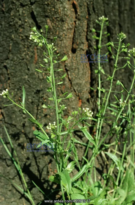  : ShepherdIs-Purse - showing flower and seed capsule