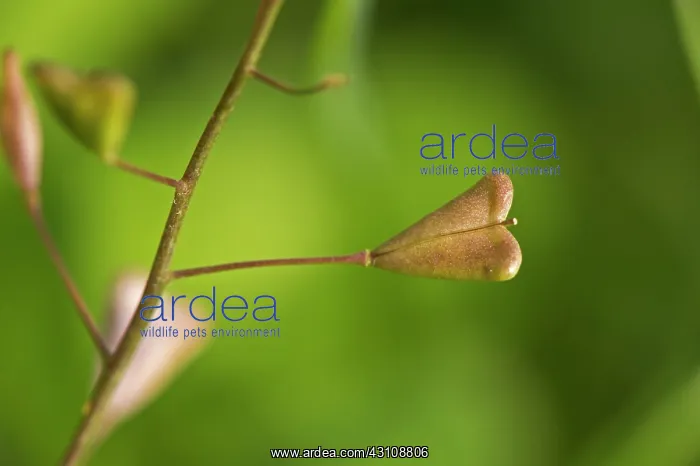 : Shepherdois Purse (Capsella bursa-pastoris) seed : Shepherdois Purse (Capsella bursa-pastoris) seed