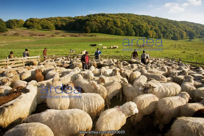 : Shepherds and communal sheep flock at traditional : Shepherds and communal sheep flock at traditional
