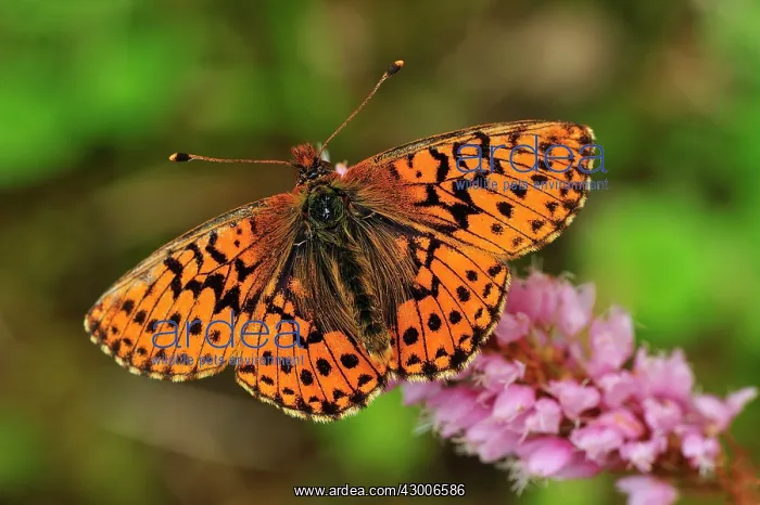 : Shepherd's Fritillary : Shepherd's Fritillary