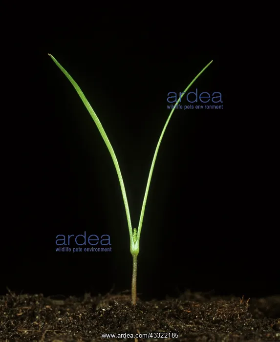 : Shepherd's needle seedling : Shepherd's needle seedling