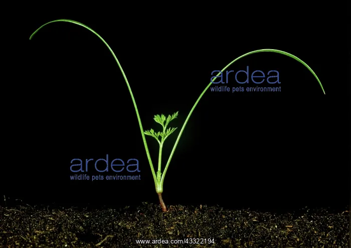 : Shepherd's needle seedling : Shepherd's needle seedling