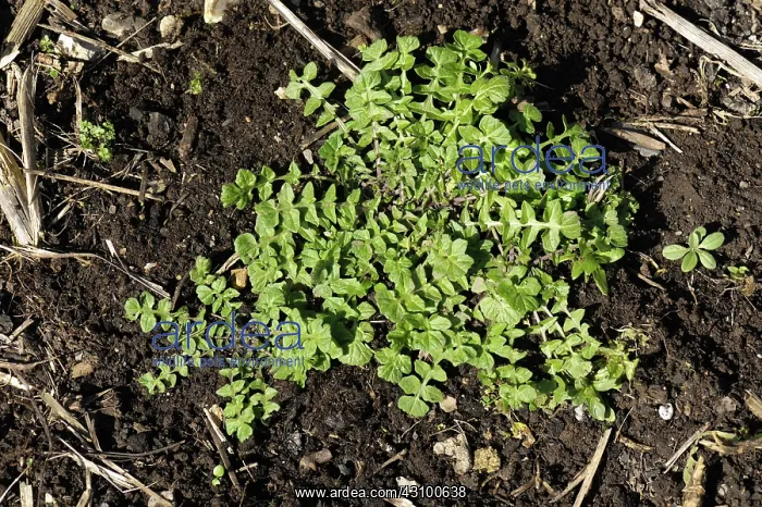 : Shepherds purse