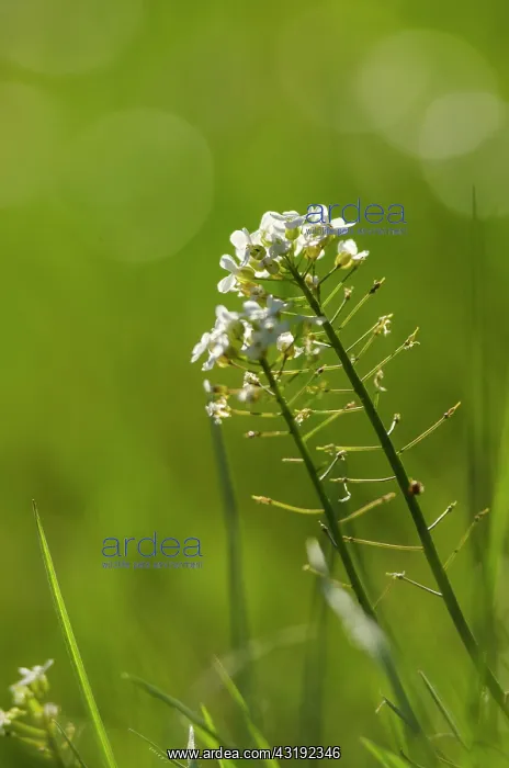 : Shepherd's-purse (Capsella bursa-pastoris) flowers : Shepherd's-purse (Capsella bursa-pastoris) flowers