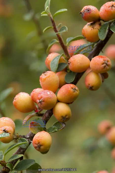 : Sherriff's Cotoneaster (Cotoneaster sherriffii) : Sherriff's Cotoneaster (Cotoneaster sherriffii)