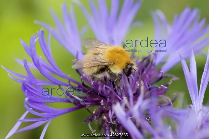 : Shetland Bumblebee - also known as Moss Carder : Shetland Bumblebee - also known as Moss Carder