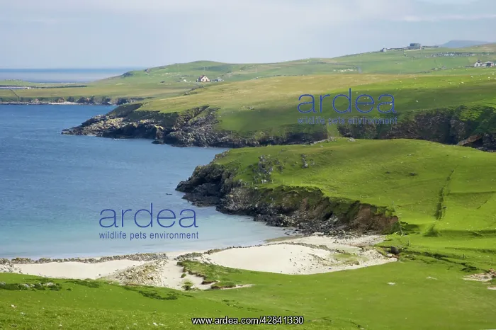  : Shetland Coast showing sandy bay