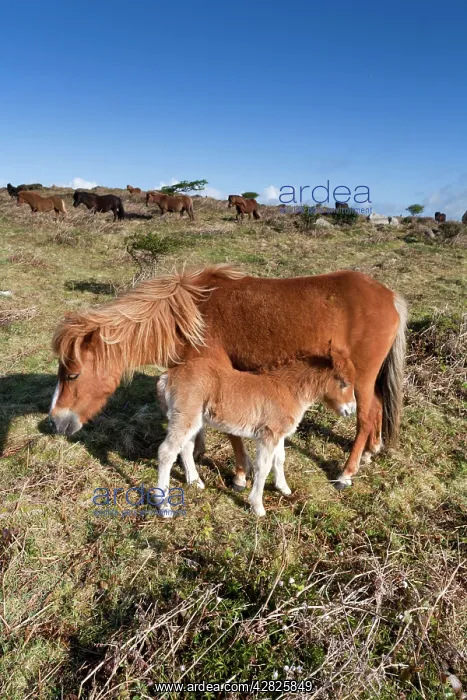 : Shetland Ponies : Shetland Ponies