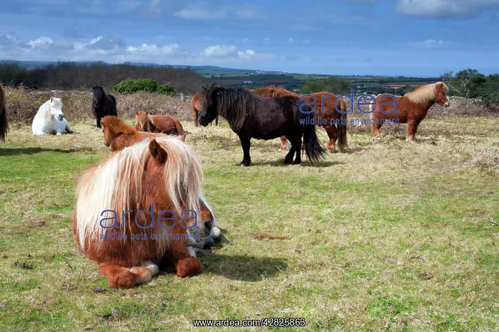 : Shetland Ponies : Shetland Ponies