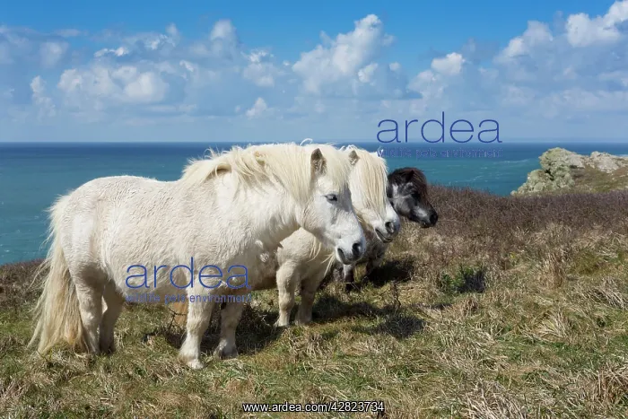 : Shetland Ponies - Conservation Grazing : Shetland Ponies - Conservation Grazing