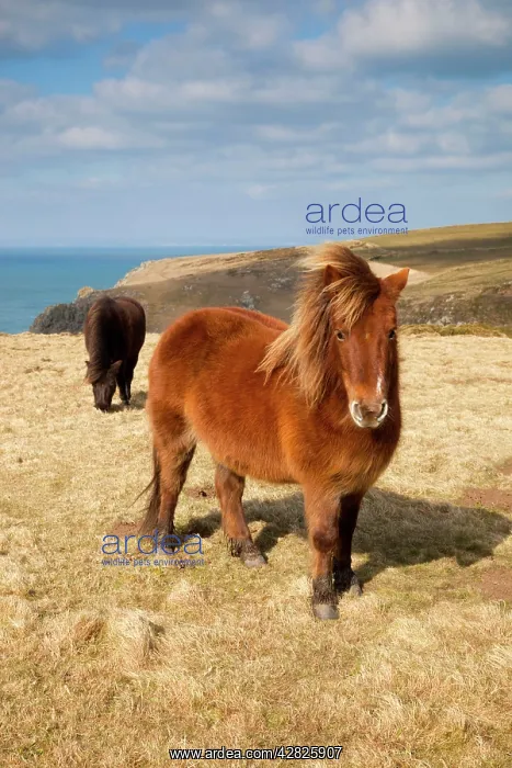  : Shetland Ponies - grazing