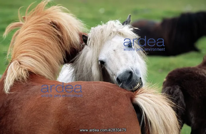  : Shetland Ponies - nuzzling