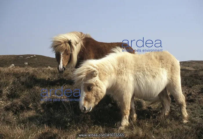 : Shetland Ponies on South Uist Island Scotland : Shetland Ponies on South Uist Island Scotland