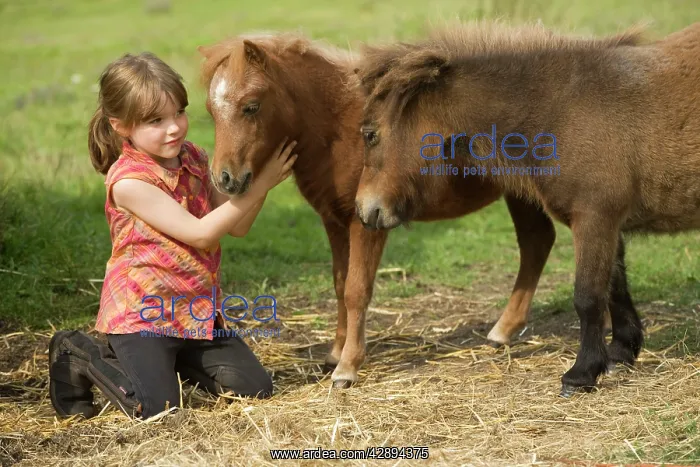  : Shetland Ponies - With young girl