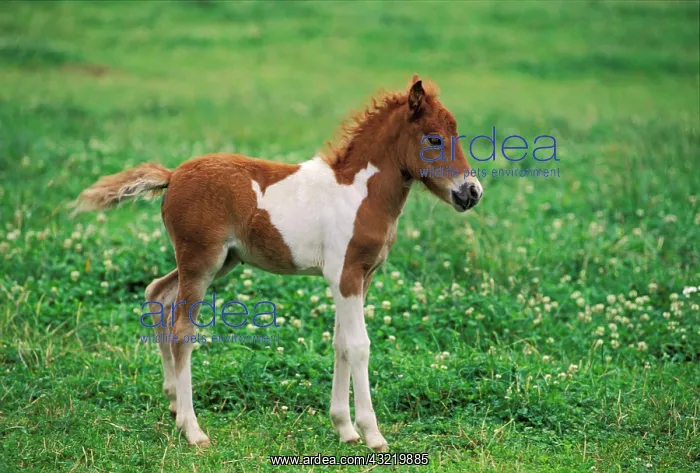 : Shetland Pony - 10-days-old foal : Shetland Pony - 10-days-old foal