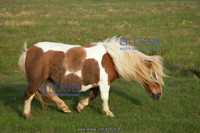  : Shetland Pony