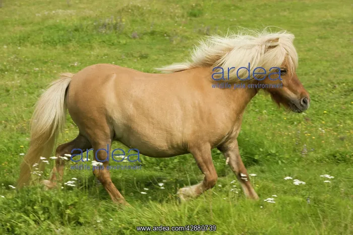 : Shetland Pony : Shetland Pony
