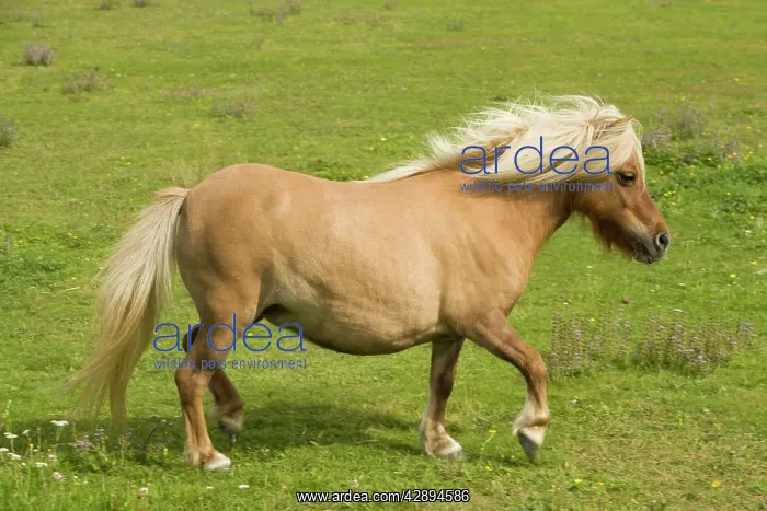 : Shetland Pony : Shetland Pony