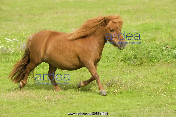: Shetland Pony : Shetland Pony