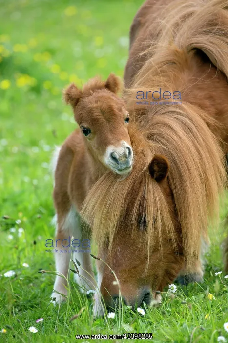 : Shetland Pony : Shetland Pony