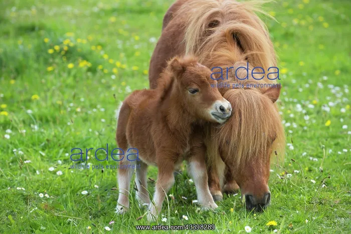 : Shetland Pony : Shetland Pony