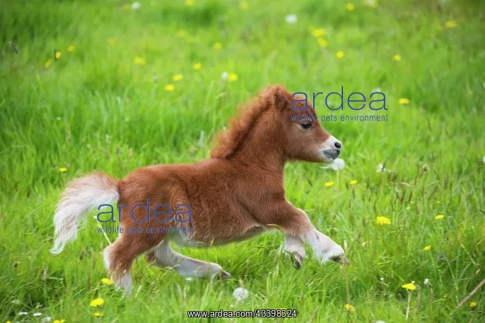  : Shetland Pony
