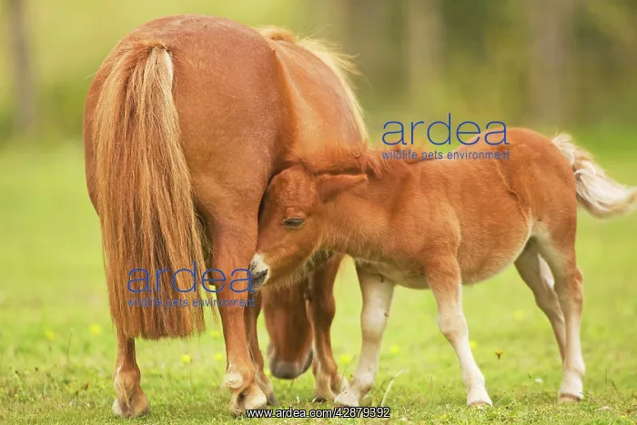  : Shetland Pony - adult with foal