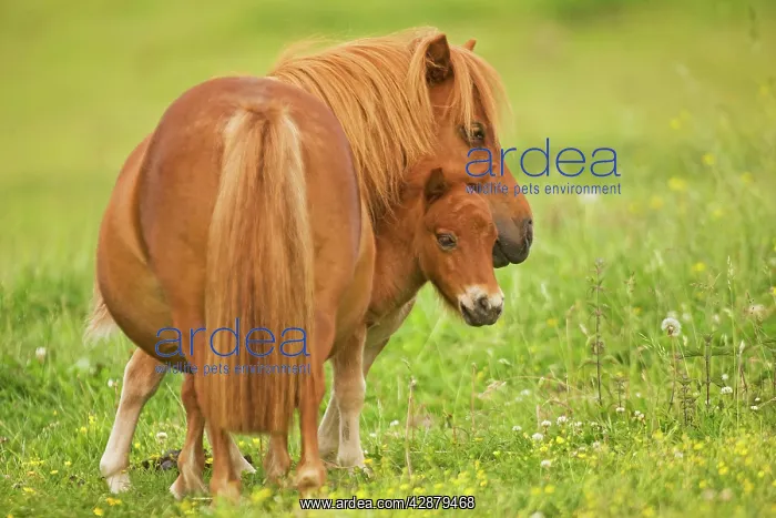  : Shetland Pony - adult with foal in field
