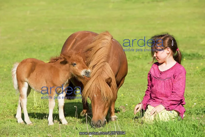 : Shetland Pony - adult & foal grazing in field with : Shetland Pony - adult & foal grazing in field with