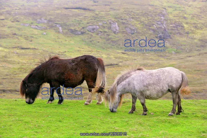 : Shetland Pony - two adults grazing on pasture : Shetland Pony - two adults grazing on pasture