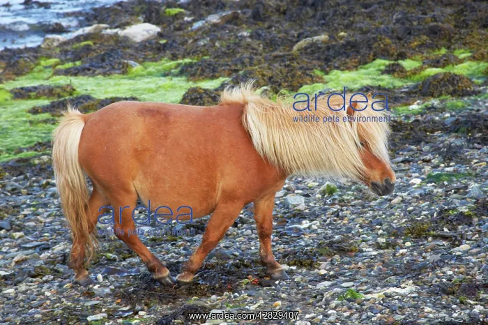 : Shetland Pony - on beach : Shetland Pony - on beach