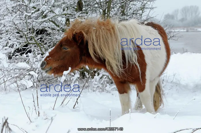 : Shetland Pony browsing in the snow : Shetland Pony browsing in the snow