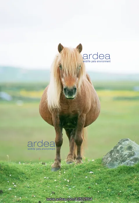  : Shetland PONY - facing, in field