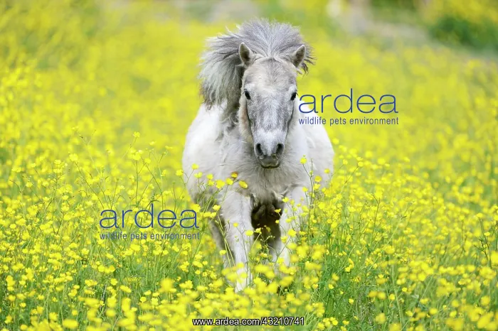 : Shetland pony on a field of blooming buttercup (Ranunculus : Shetland pony on a field of blooming buttercup (Ranunculus