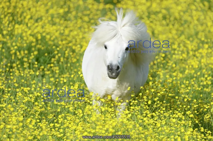 : Shetland pony on a field of blooming buttercup (Ranunculus : Shetland pony on a field of blooming buttercup (Ranunculus